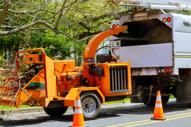 How Our Tree Care Process Works  in Pemberton Heights, NJ